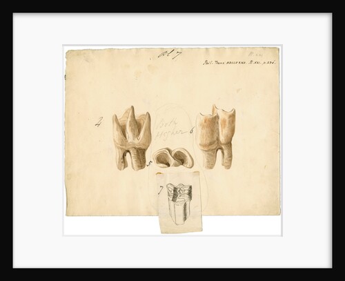 Fossil teeth of rhinoceros and horse by Thomas Webster