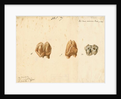 Fossil teeth of hippopotamus by Thomas Webster