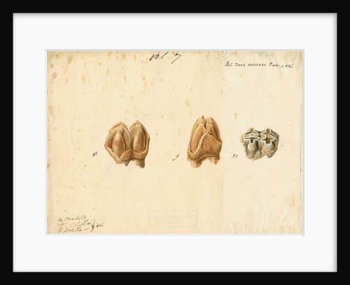 Fossil teeth of hippopotamus by Thomas Webster