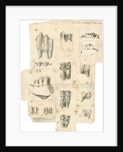 Fossil teeth of oxen, deer and elk by Thomas Webster