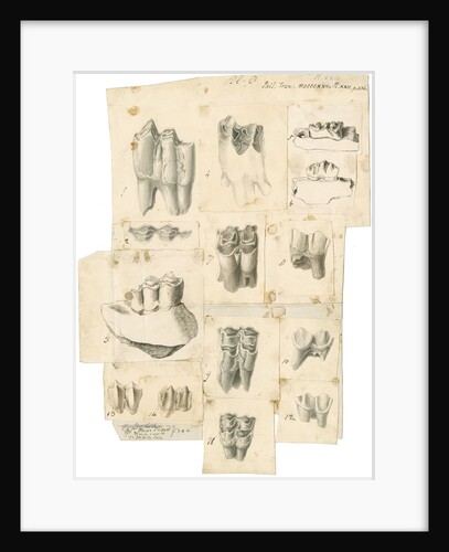 Fossil teeth of oxen, deer and elk by Thomas Webster