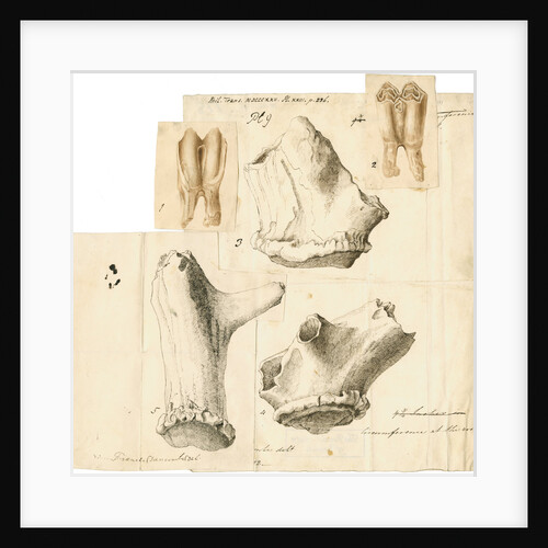 Fossil deer teeth and antlers by Frances Duncombe