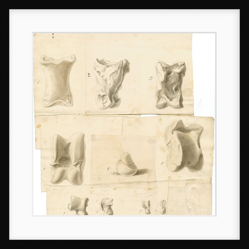 Fossil bones of horse, ox, hyaena, fox, water-rat, and rabbit with hyaena coprolite by Thomas Webster