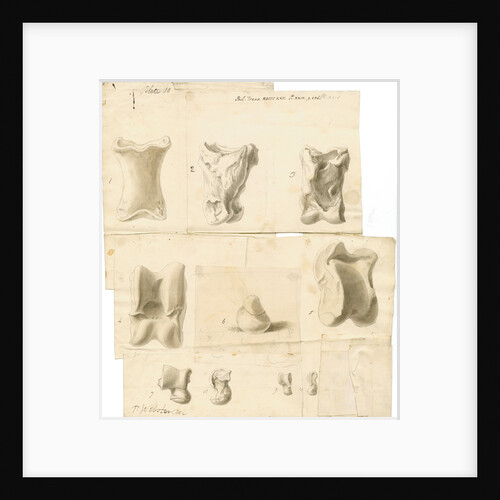 Fossil bones of horse, ox, hyaena, fox, water-rat, and rabbit with hyaena coprolite by Thomas Webster