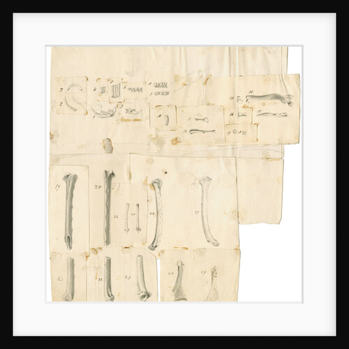 Fossil teeth and bones of water-rat, mouse, rabbit, raven, lark, pigeon and duck by Thomas Webster