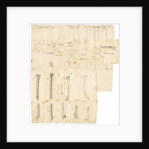 Fossil teeth and bones of water-rat, mouse, rabbit, raven, lark, pigeon and duck by Thomas Webster