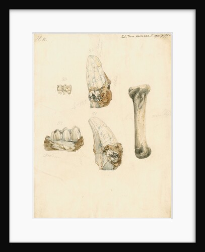 Fossil teeth and bones of boar by H O'Neil