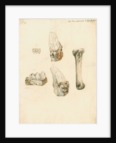 Fossil teeth and bones of boar by H O'Neil