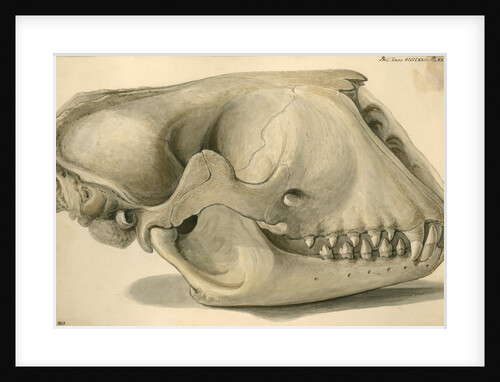 Seal skull by William Clift