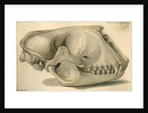 Seal skull by William Clift