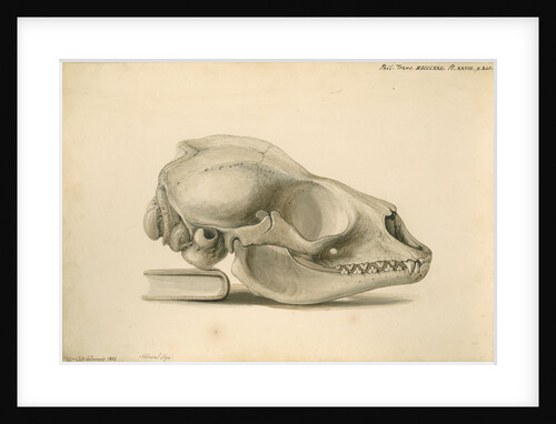 Orkney seal skull by William Clift