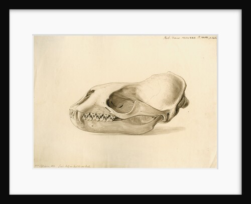 New Georgia seal skull by William Clift