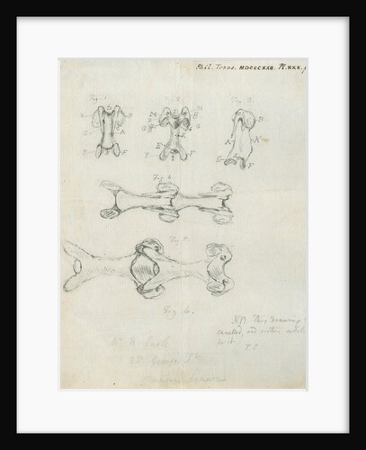 Vertebrae of the spines of birds by Henry Earle