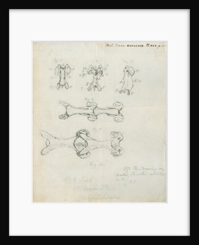 Vertebrae of the spines of birds by Henry Earle