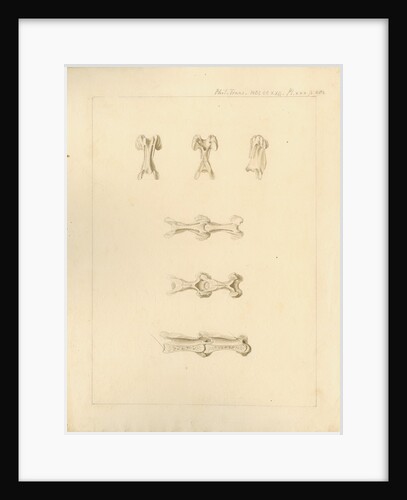 Vertebrae of the spines of birds by Anonymous