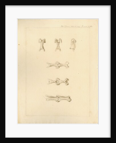 Vertebrae of the spines of birds by Anonymous