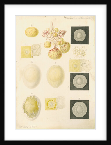 Ovum of a hen and egg yolks by Franz Andreas Bauer