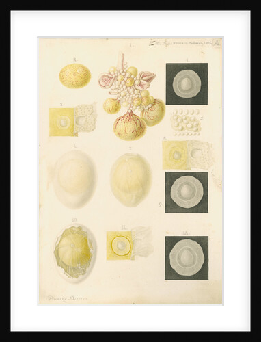Ovum of a hen and egg yolks by Franz Andreas Bauer