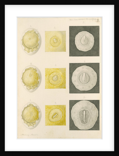 Embryo development in a hen's egg by Franz Andreas Bauer