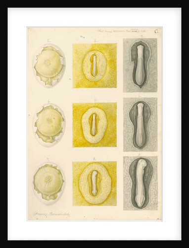 Embryo development in a hen's egg by Franz Andreas Bauer