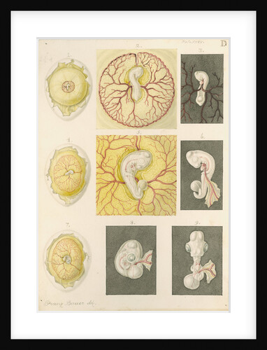 Embryo development in a hen's egg by Franz Andreas Bauer