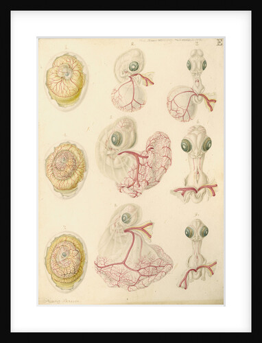 Embryo development in a hen's egg by Franz Andreas Bauer