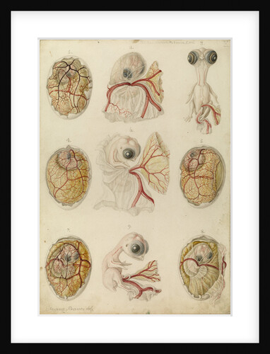 Embryo development in a hen's egg by Franz Andreas Bauer