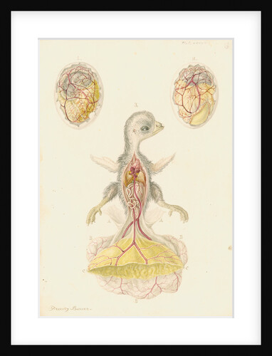 Hen's egg and dissected embryo by Franz Andreas Bauer