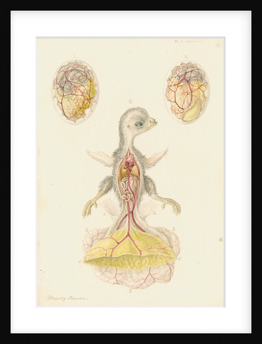 Hen's egg and dissected embryo by Franz Andreas Bauer