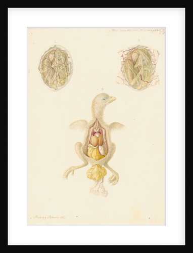 Hen's egg and dissected embryo by Franz Andreas Bauer
