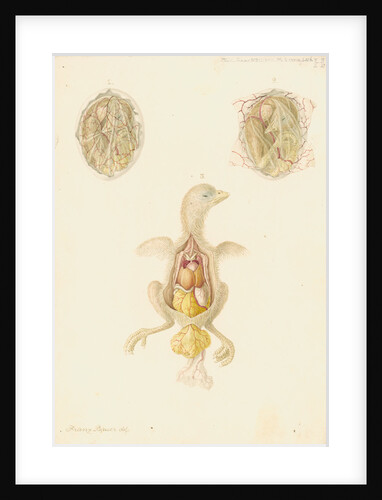 Hen's egg and dissected embryo by Franz Andreas Bauer