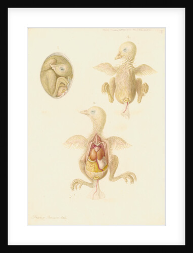 Chicken embryo by Franz Andreas Bauer