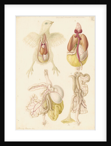 Dissected chick by Franz Andreas Bauer