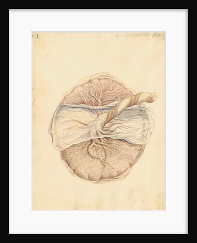 Human placenta by William Clift
