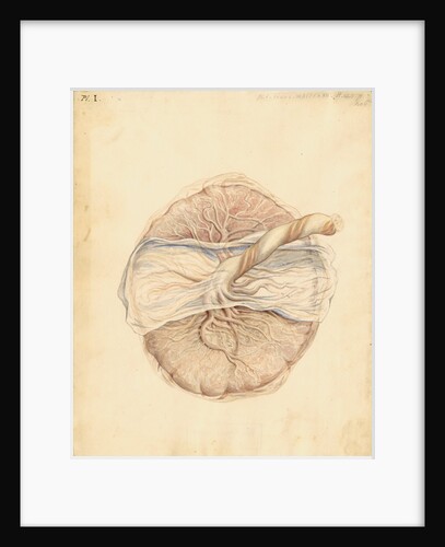 Human placenta by William Clift