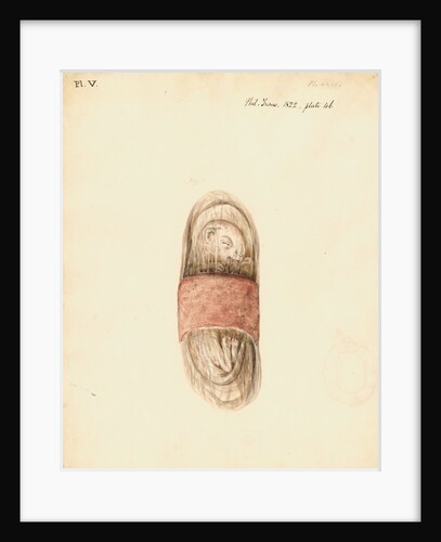 Cat foetus and placenta by William Clift