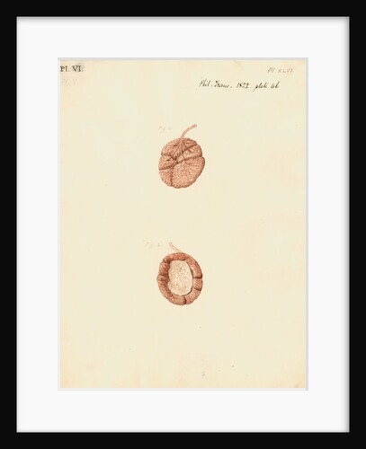 Rabbit placenta by William Clift