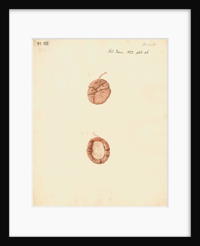 Rabbit placenta by William Clift