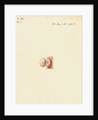 Hedgehog foetus and placenta by William Clift