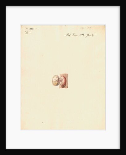 Hedgehog foetus and placenta by William Clift