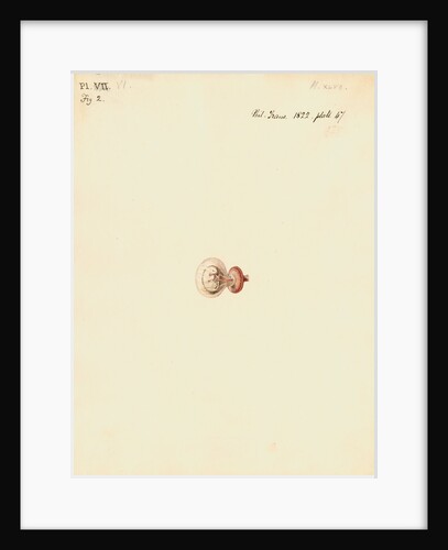 Rat foetus and placenta by William Clift