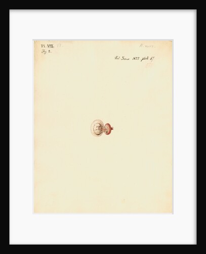 Rat foetus and placenta by William Clift