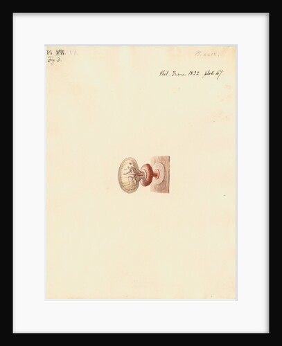 Guinea pig foetus and placenta by William Clift