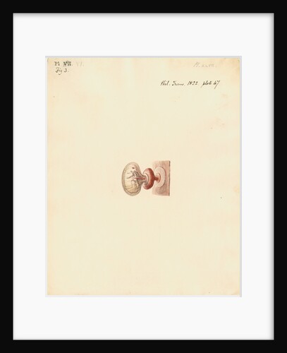 Guinea pig foetus and placenta by William Clift