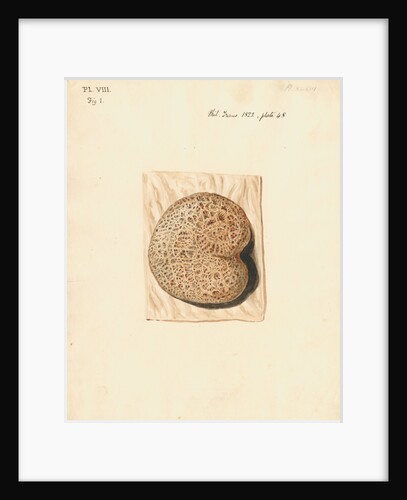 Cow placenta by William Clift