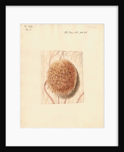 Cow placenta by William Clift