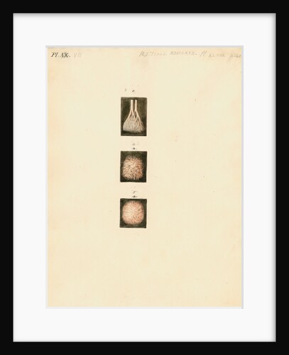 Deer, sheep and goat placenta details by William Clift