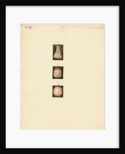 Deer, sheep and goat placenta details by William Clift