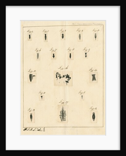 Planaria worms by James Rawlins Johnson