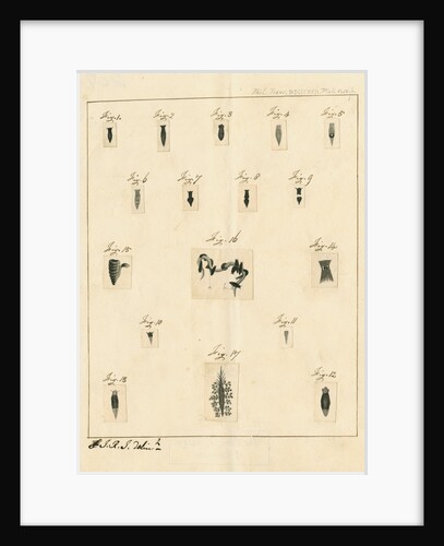 Planaria worms by James Rawlins Johnson